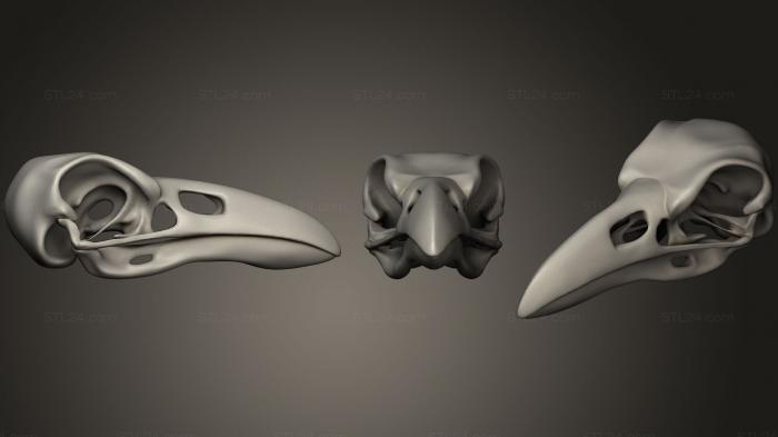 Анатомия скелеты и черепа (Череп Ворона (1), ANTM_0954) 3D модель для ЧПУ станка